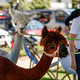 Onze alpaca's