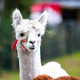 Alpacawandeligen